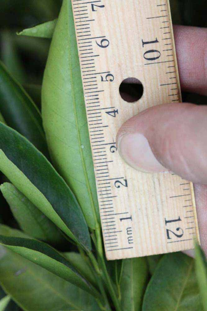              Unifoliolate leaf (Riverside, CA)       